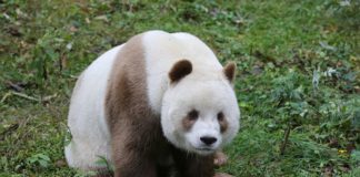 Единственная в мире коричневая панда