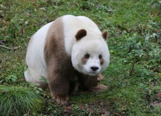 Единственная в мире коричневая панда