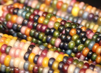 Разноцветная кукуруза