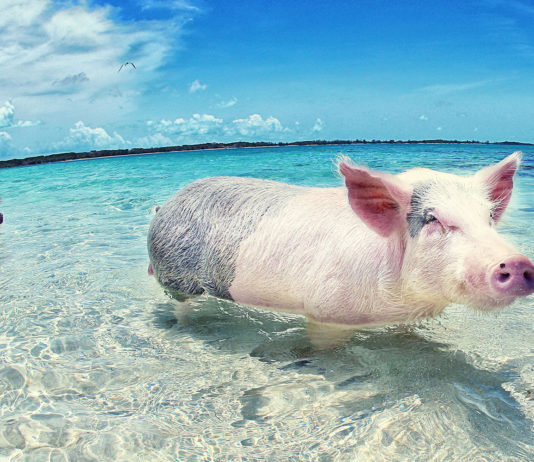 Остров свиней в Карибском море