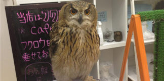 Кафе с совами в Японии