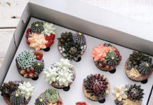 Торты и пирожные в виде кактусов и прочих суккулентов