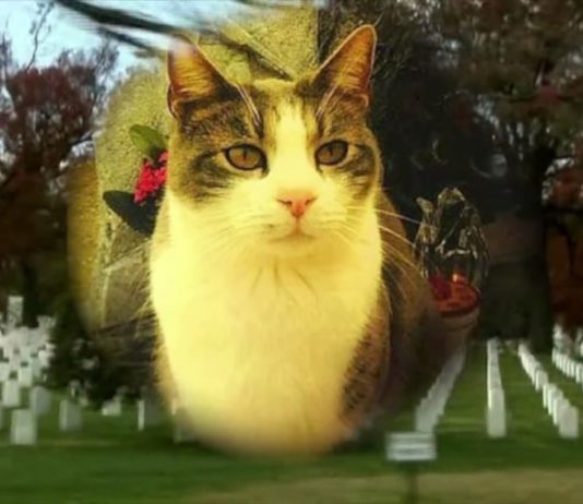 Кот навещает могилу покойного хозяина