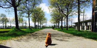 Университетский кот Сэмми