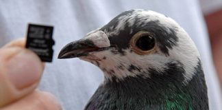 Почтовый голубь оказался быстрее модема