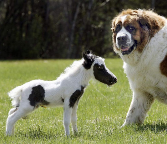 Эйнштейн — самая маленькая лошадь в мире