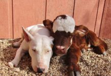 Миниатюрная корова в приюте для собак