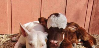 Миниатюрная корова в приюте для собак