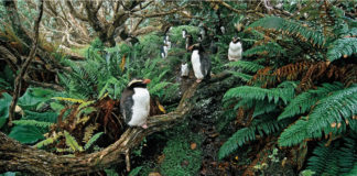 Таваки. Пингвины, живущие в тропических лесах