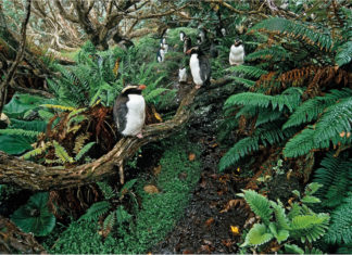 Таваки. Пингвины, живущие в тропических лесах
