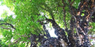 Виноград, растущий на дереве