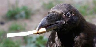 Проект «Идеальные города». Вороны помогут делать улицы чище