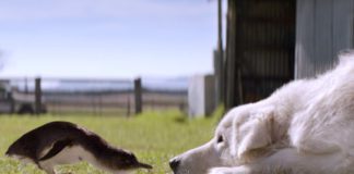 Овчарки-маремма на защите колонии пингвинов