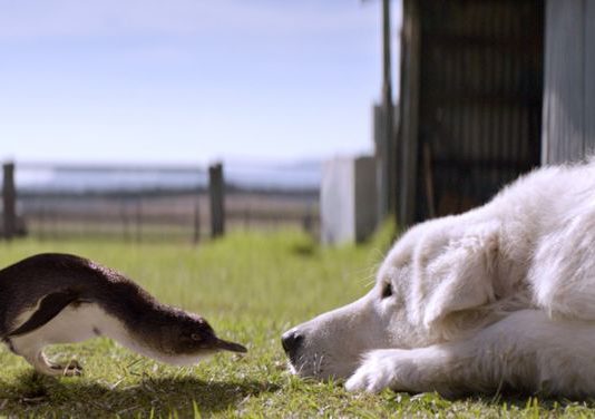 Овчарки-маремма на защите колонии пингвинов