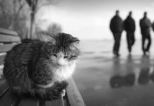 Почему кошка уходит из дома — суеверия, приметы и научные объяснения потери наших любимцев