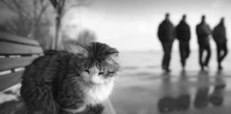 Почему кошка уходит из дома — суеверия, приметы и научные объяснения потери наших любимцев