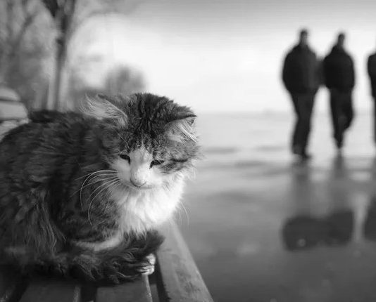 Почему кошка уходит из дома — суеверия, приметы и научные объяснения потери наших любимцев