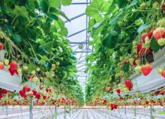 В Москве — зима и …свежая ароматная клубника прямо с грядки из Каширы! В Москве - зима и ...свежая ароматная клубника прямо с грядки из Каширы!