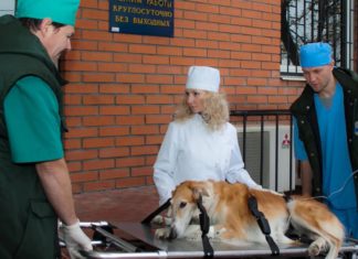 Вызов неотложной помощи и запись на mos.ru домашних животных доступны москвичам Вызов неотложной помощи и запись на mos.ru домашних животных доступны москвичам