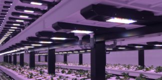 В Екатеринбурге запущена первая в мире многоярусная ферма с АСУ для выращивания клубники В Екатеринбурге запущена первая в мире многоярусная ферма с АСУ для выращивания клубники