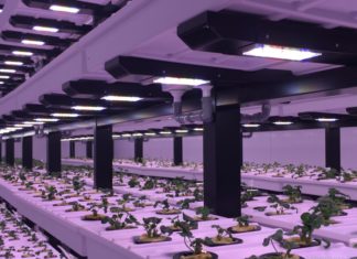 В Екатеринбурге запущена первая в мире многоярусная ферма с АСУ для выращивания клубники В Екатеринбурге запущена первая в мире многоярусная ферма с АСУ для выращивания клубники