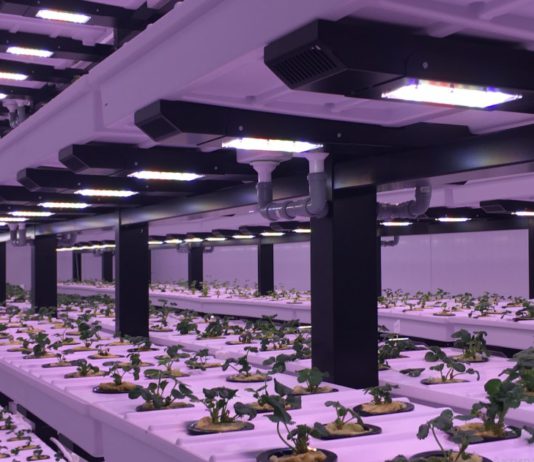 В Екатеринбурге запущена первая в мире многоярусная ферма с АСУ для выращивания клубники В Екатеринбурге запущена первая в мире многоярусная ферма с АСУ для выращивания клубники