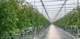 В Крыму запущен крупнейший агрокомплекс по выращиванию томатов В Крыму запущен крупнейший агрокомплекс по выращиванию томатов