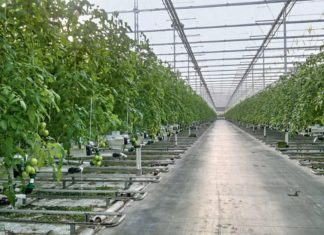 В Крыму запущен крупнейший агрокомплекс по выращиванию томатов В Крыму запущен крупнейший агрокомплекс по выращиванию томатов