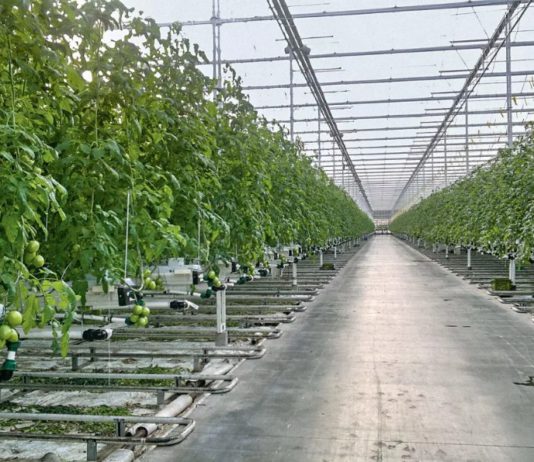 В Крыму запущен крупнейший агрокомплекс по выращиванию томатов В Крыму запущен крупнейший агрокомплекс по выращиванию томатов