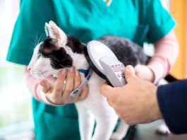 Со 2 марта по 30 апреля с.г. в государственных ветклиниках Москвы пройдет Акция чипирования домашних питомцев Со 2 марта по 30 апреля с.г. в государственных ветклиниках Москвы пройдет Акция чипирования домашних питомцев