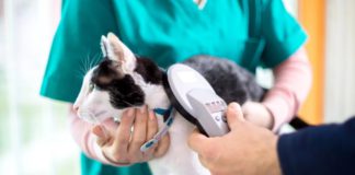 Со 2 марта по 30 апреля с.г. в государственных ветклиниках Москвы пройдет Акция чипирования домашних питомцев Со 2 марта по 30 апреля с.г. в государственных ветклиниках Москвы пройдет Акция чипирования домашних питомцев