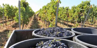 В России вступил в силу «Закон о виноградарстве и виноделии в РФ», защита от суррогатов и поддержка винной отрасли в России В России вступил в силу "Закон о виноградарстве и виноделии в РФ", защита от суррогатов и поддержка винной отрасли в России