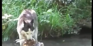 В Воронцовском парке (Алупка) собака убила мускусную утку, хозяин собаки не понёс наказания. Где руководство музея, где ПОЛИЦИЯ ?! В Воронцовском парке (Алупка) собака убила мускусную утку, хозяин собаки не понёс наказания. Где руководство музея, где ПОЛИЦИЯ ?!