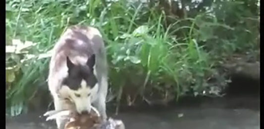 В Воронцовском парке (Алупка) собака убила мускусную утку, хозяин собаки не понёс наказания. Где руководство музея, где ПОЛИЦИЯ ?! В Воронцовском парке (Алупка) собака убила мускусную утку, хозяин собаки не понёс наказания. Где руководство музея, где ПОЛИЦИЯ ?!