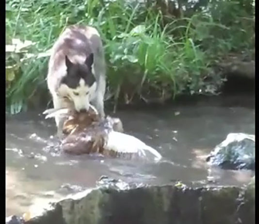 В Воронцовском парке (Алупка) собака убила мускусную утку, хозяин собаки не понёс наказания. Где руководство музея, где ПОЛИЦИЯ ?! В Воронцовском парке (Алупка) собака убила мускусную утку, хозяин собаки не понёс наказания. Где руководство музея, где ПОЛИЦИЯ ?!