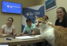 Любимец россиян Кот Мостик, талисман Крымского моста, переехал на работу в МИА «Россия сегодня» в Симферополь Любимец россиян Кот Мостик, талисман Крымского моста, переехал на работу в МИА "Россия сегодня" в Симферополь