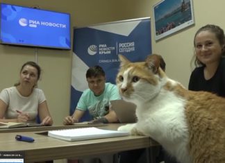Любимец россиян Кот Мостик, талисман Крымского моста, переехал на работу в МИА «Россия сегодня» в Симферополь Любимец россиян Кот Мостик, талисман Крымского моста, переехал на работу в МИА "Россия сегодня" в Симферополь