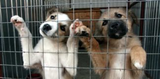 Президент Путин поручил разработать предложения по развитию в России сети приютов для бездомных животных Президент Путин поручил разработать предложения по развитию в России сети приютов для животных