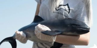 «Скорая помощь для дельфинов» в Крыму начнет работу весной 2021 года "Скорая помощь для дельфинов" в Крыму начнет работу весной 2021 года