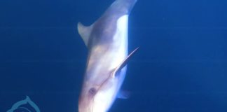 Как дельфины-афалины охотятся за кефалью, удивительное видео из Крыма Как дельфины-афалины охотятся за кефалью, удивительное видео из Крыма