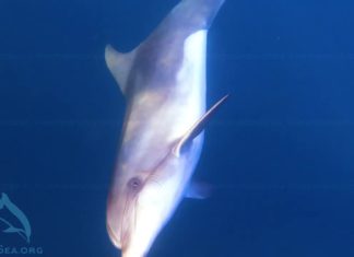 Как дельфины-афалины охотятся за кефалью, удивительное видео из Крыма Как дельфины-афалины охотятся за кефалью, удивительное видео из Крыма