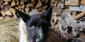 Народный памятник уехавшему в новый дом бездомному собакену Жорику поставили жители Таллина Народный памятник уехавшему в новый дом бездомному собакену Жорику поставили жители Таллина