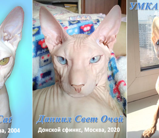 20 февраля День Донского сфинкса, история русской породы царственно-нежных «инопланетных» кошек