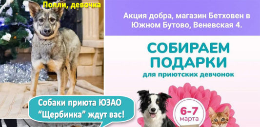 6-7 марта 2021 собаки приюта ЮЗАО «Щербинка» со своими опекунами ждут всех на Акции Добра от сети магазинов «Бетховен» и БФ «Adopt Adult Dog» 6-7 мартя 2021 собаки приюта ЮЗАО "Щербинка" со своими опекунами ждут на Акции Добра от сети Бетховен и БФ "Adopt Adult Dog"