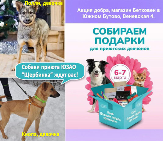 6-7 марта 2021 собаки приюта ЮЗАО «Щербинка» со своими опекунами ждут всех на Акции Добра от сети магазинов «Бетховен» и БФ «Adopt Adult Dog» 6-7 мартя 2021 собаки приюта ЮЗАО "Щербинка" со своими опекунами ждут на Акции Добра от сети Бетховен и БФ "Adopt Adult Dog"