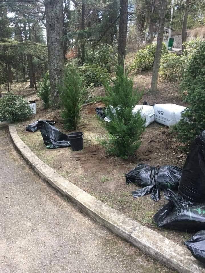 Вот так прошла "ряженая имитация компенсационной высадки "дешевой туи" вместо бесценных уничтоженных заповедных деревьев Форосского парка 