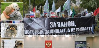 SOS, Россияне!! Три депутата ГД РФ от «Единой России»- Данчикова, Беспалова, Максимова — ломают закон 498-ФЗ! Они за убийство бездомных животных, отмену ОСВВ, как «НА ЗАПАДЕ» SOS, Россияне!! Три депутата ГД РФ от "Единой России"- Данчикова, Беспалова, Максимова - ломают закон 498-ФЗ! Они за убийство бездомных животных, отмену ОСВВ, как "НА ЗАПАДЕ"