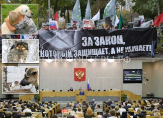 SOS, Россияне!! Три депутата ГД РФ от «Единой России»- Данчикова, Беспалова, Максимова — ломают закон 498-ФЗ! Они за убийство бездомных животных, отмену ОСВВ, как «НА ЗАПАДЕ» SOS, Россияне!! Три депутата ГД РФ от "Единой России"- Данчикова, Беспалова, Максимова - ломают закон 498-ФЗ! Они за убийство бездомных животных, отмену ОСВВ, как "НА ЗАПАДЕ"