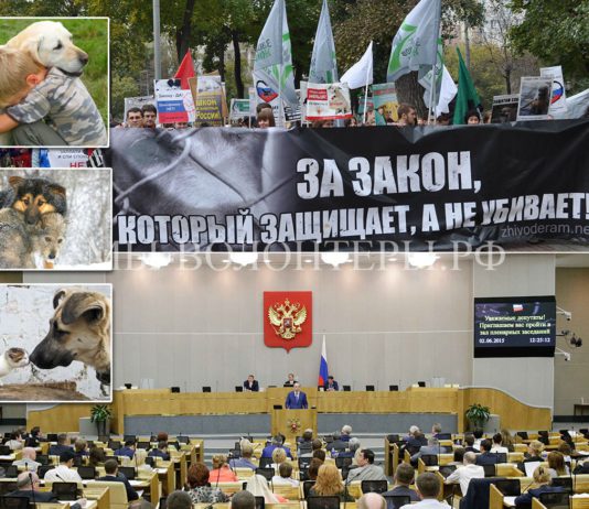 SOS, Россияне!! Три депутата ГД РФ от «Единой России»- Данчикова, Беспалова, Максимова — ломают закон 498-ФЗ! Они за убийство бездомных животных, отмену ОСВВ, как «НА ЗАПАДЕ» SOS, Россияне!! Три депутата ГД РФ от "Единой России"- Данчикова, Беспалова, Максимова - ломают закон 498-ФЗ! Они за убийство бездомных животных, отмену ОСВВ, как "НА ЗАПАДЕ"