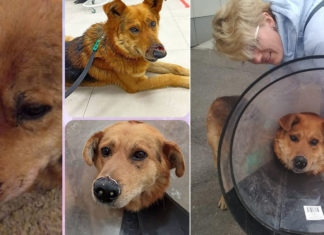 Спасение бездомного пса #РыжийТэдди: зооволонтеры Алла Булычева и Галина Володина вернули малышу нос, ВИДЕО Спасение бездомного пески #РыжийТэдди: зооволонтеры Алла Булычева и Галина Володина вернули малышу нос, ВИДЕО